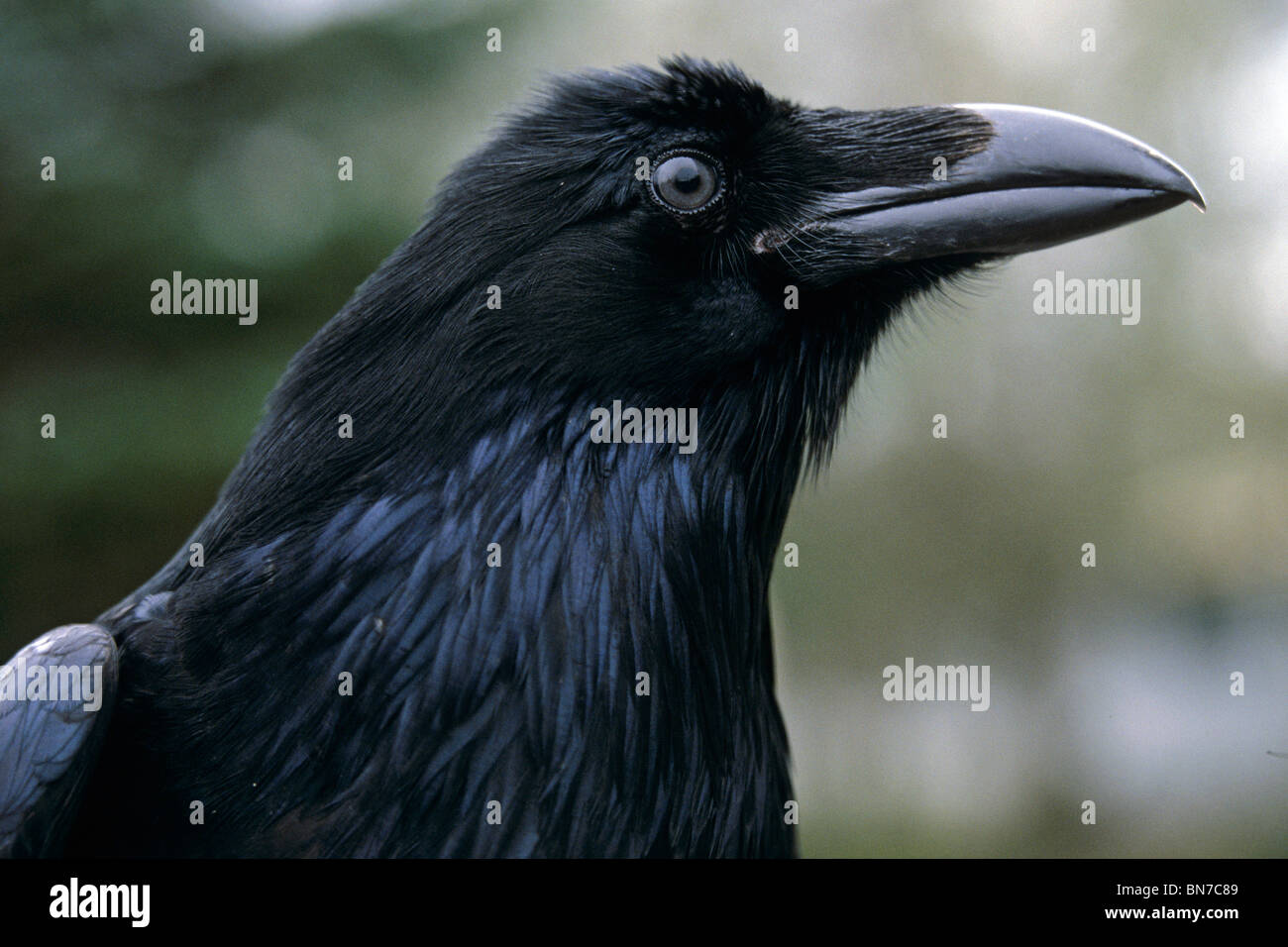 Close-up portrait of a Raven in Anchorage Alaska Summer Stock Photo