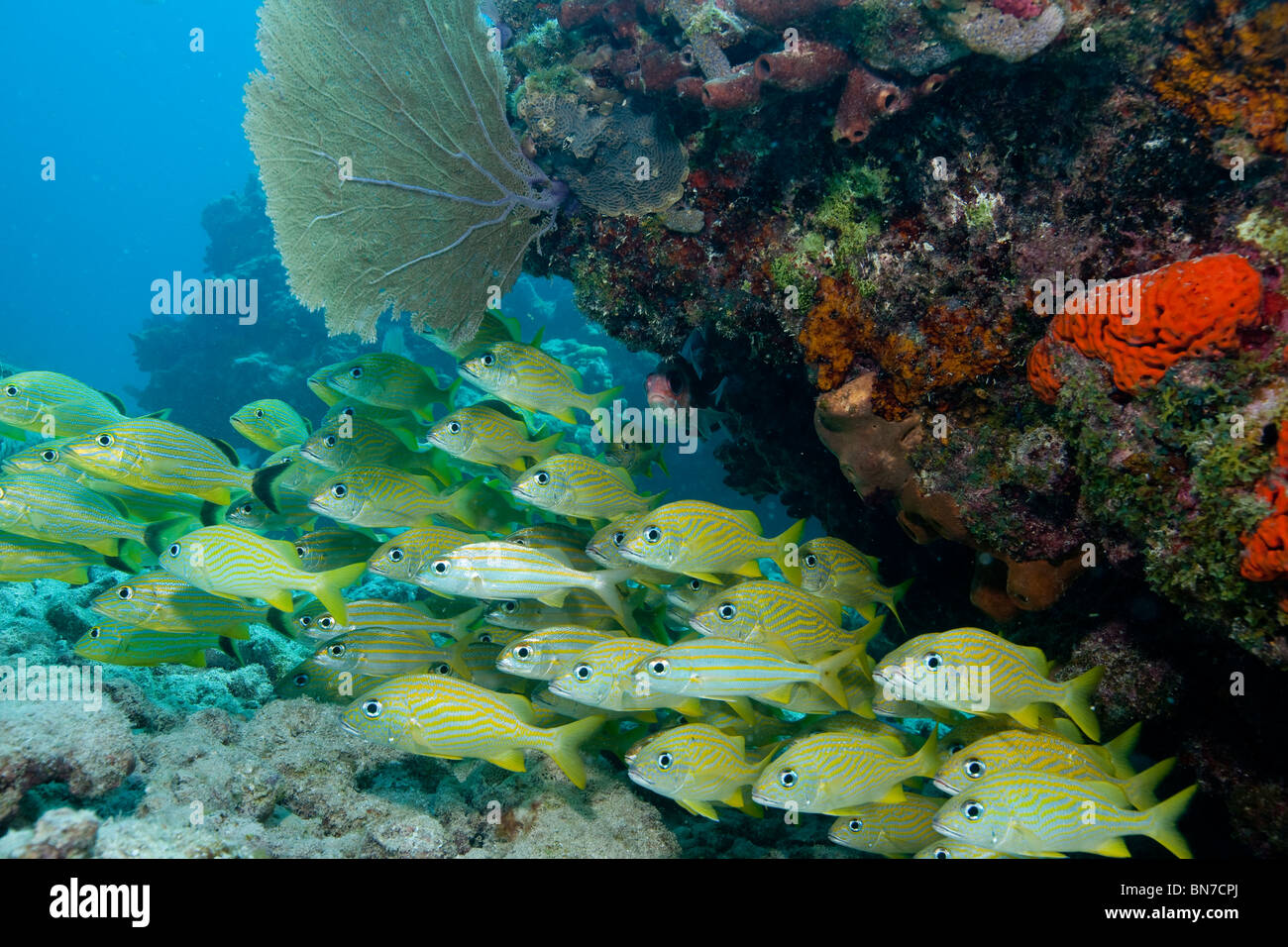 Key west coral reef hires stock photography and images Alamy