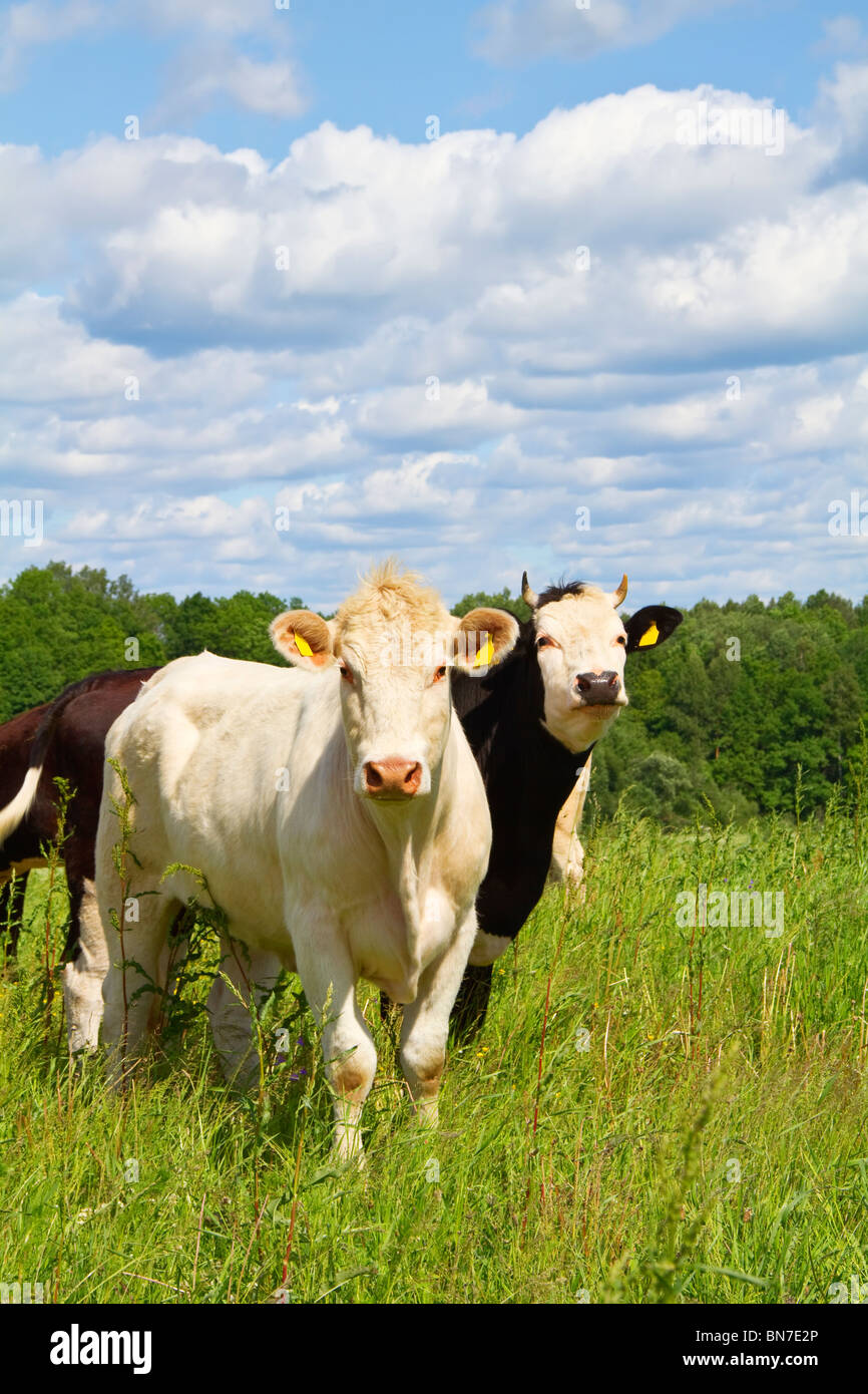 cows in the meadow Stock Photo