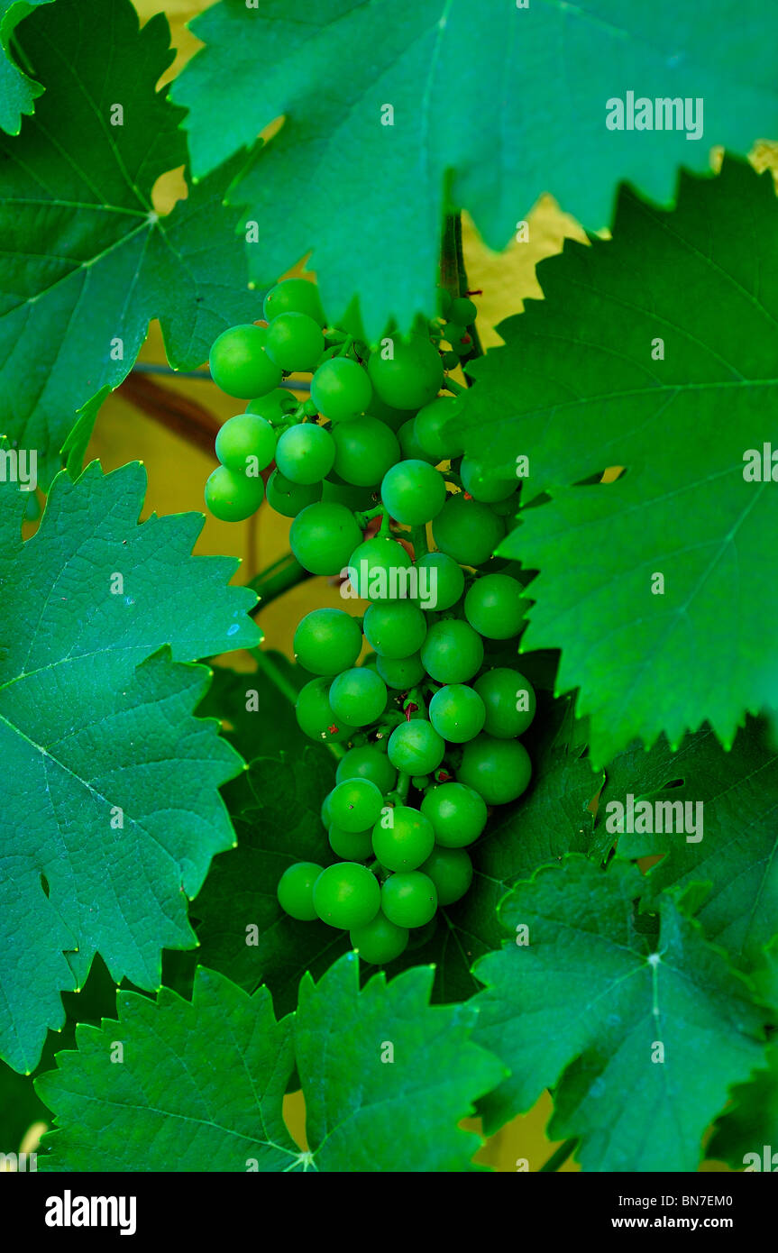 Grapes growing on vine Stock Photo