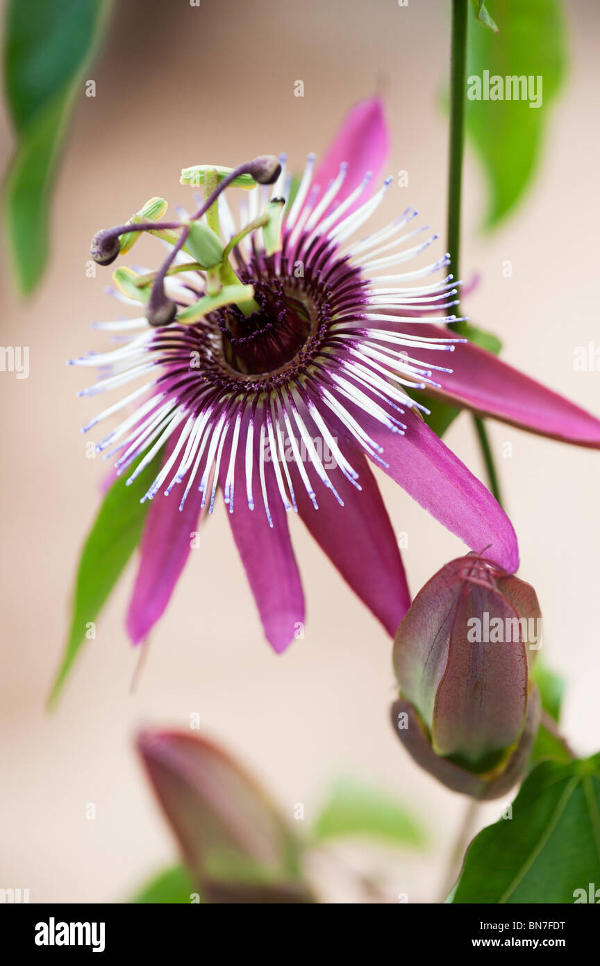 Passiflora violacea . Violet passionflower Stock Photo