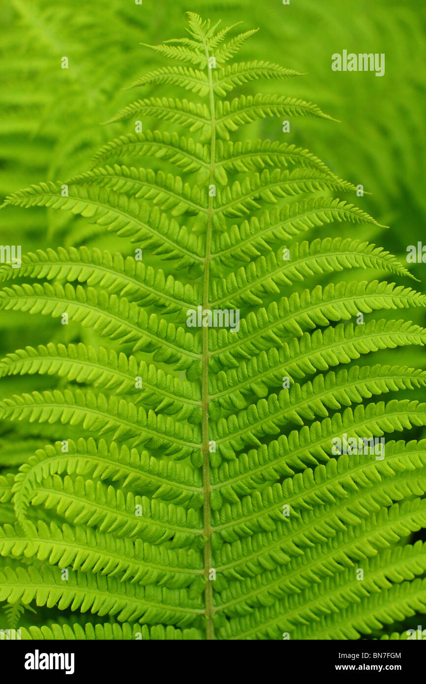 Fresh green spring fern leaf Dryopteris filix mas Stock Photo