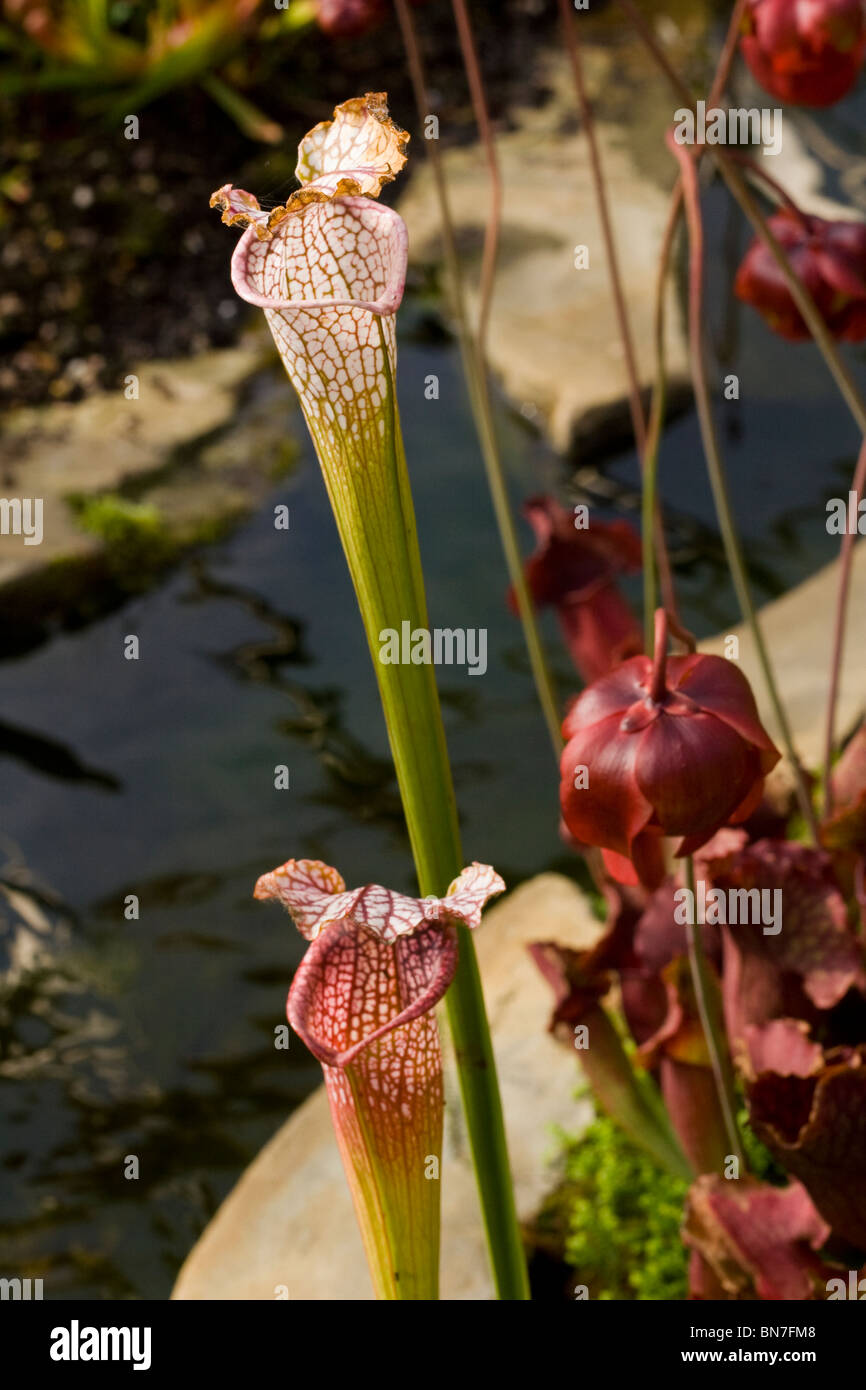 close up of a sarracenia plant ( white pitcher and purple pitcher with flower). Stock Photo