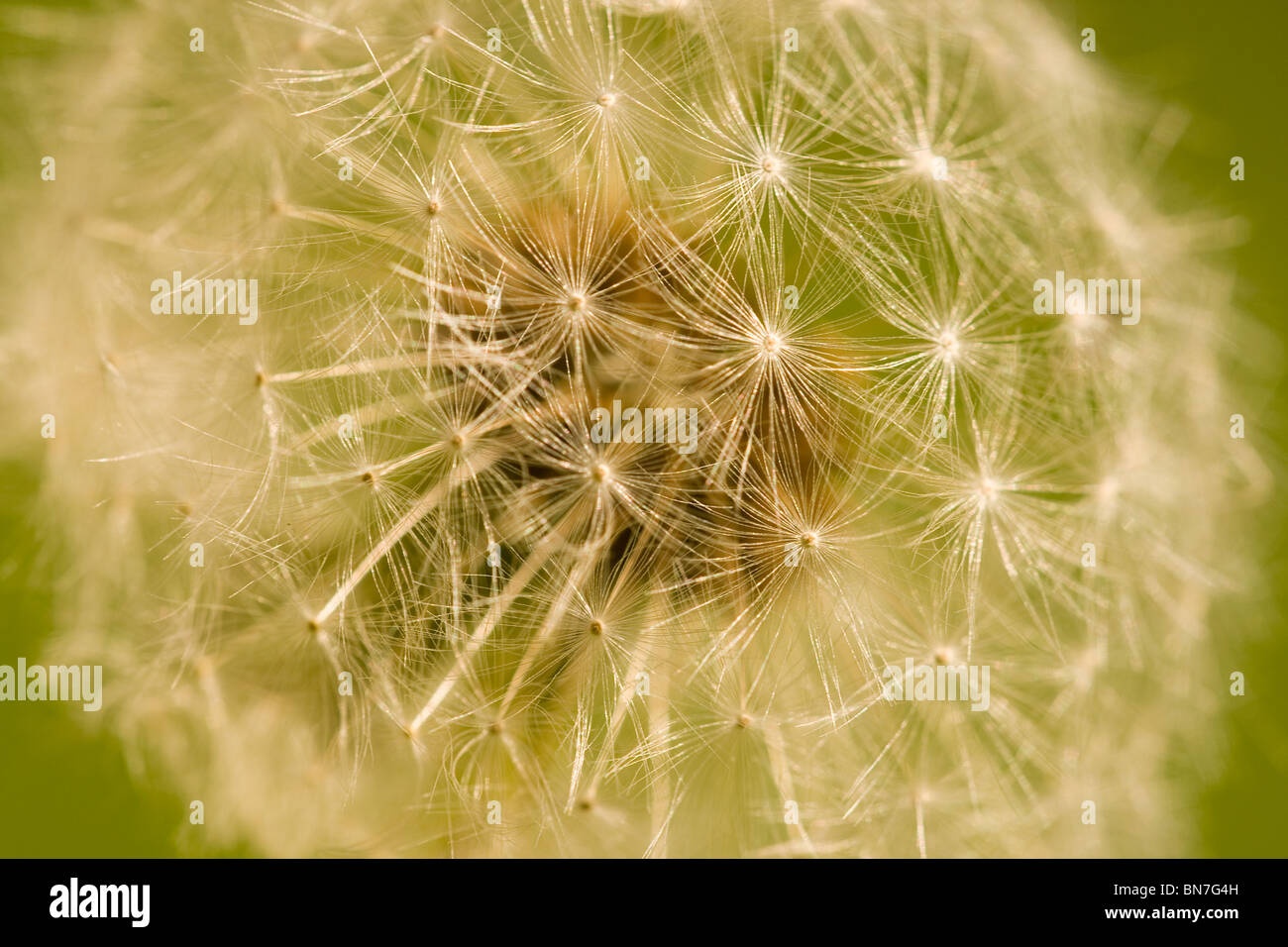 A macro shot of a Dandy lion head before the seeds are dispersed by the wind Stock Photo