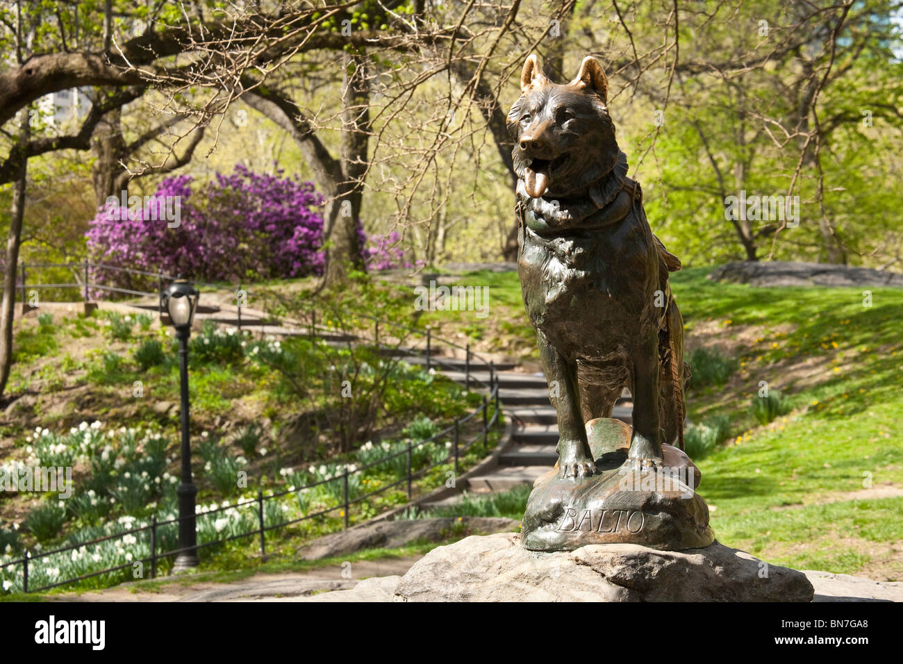 Sled Dog Statue, Balto, in Central Park NYC Stock Photo Alamy