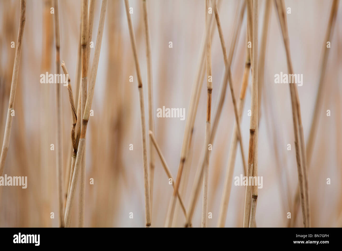 Weltland Reeds Wetland and reeds hi-res stock photography and images - Alamy