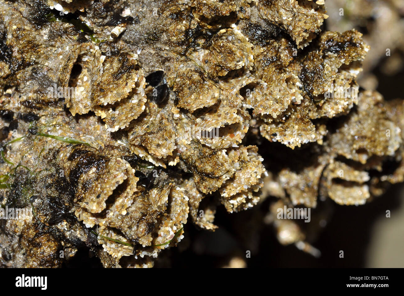 Worm Reef Sabellaria Alveolata Stock Photo