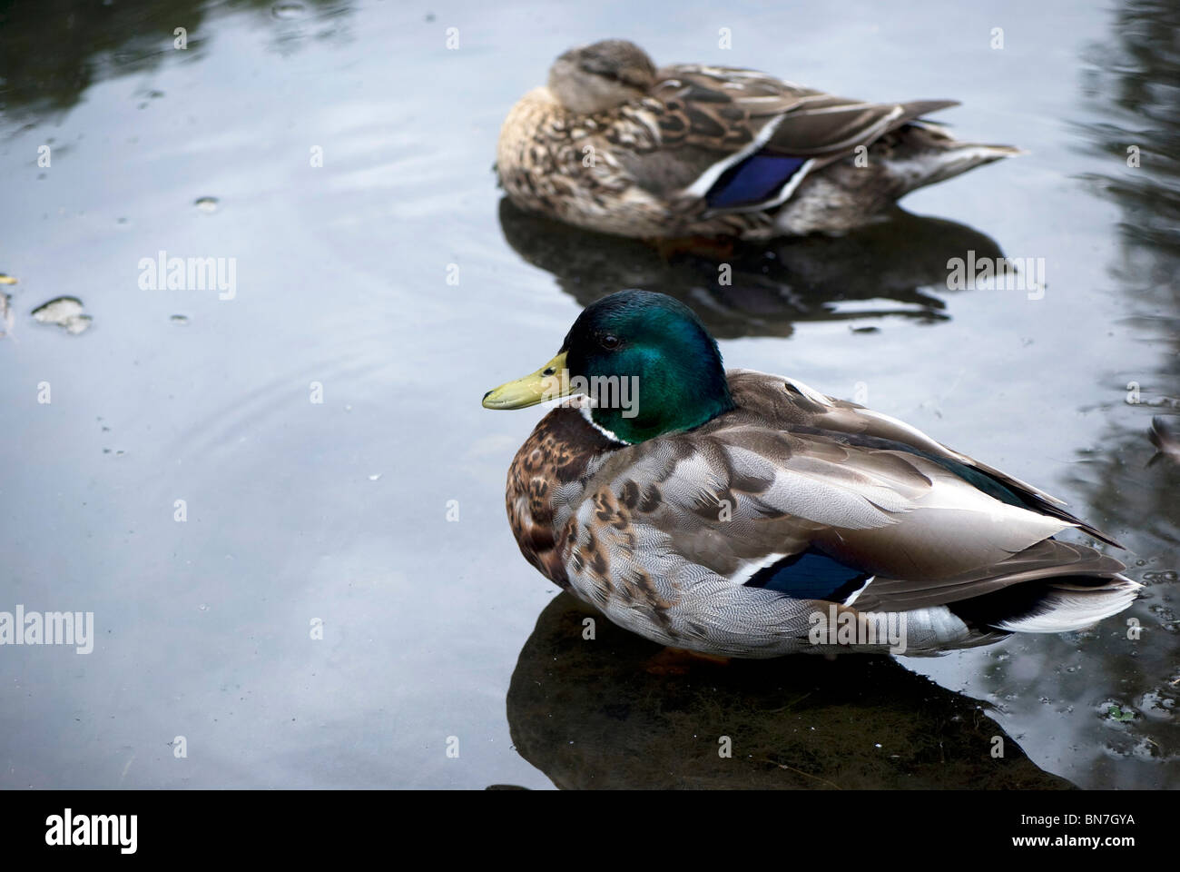 Mallard ducks by the Union Canal, Edinburgh, Scotland Stock Photo Alamy