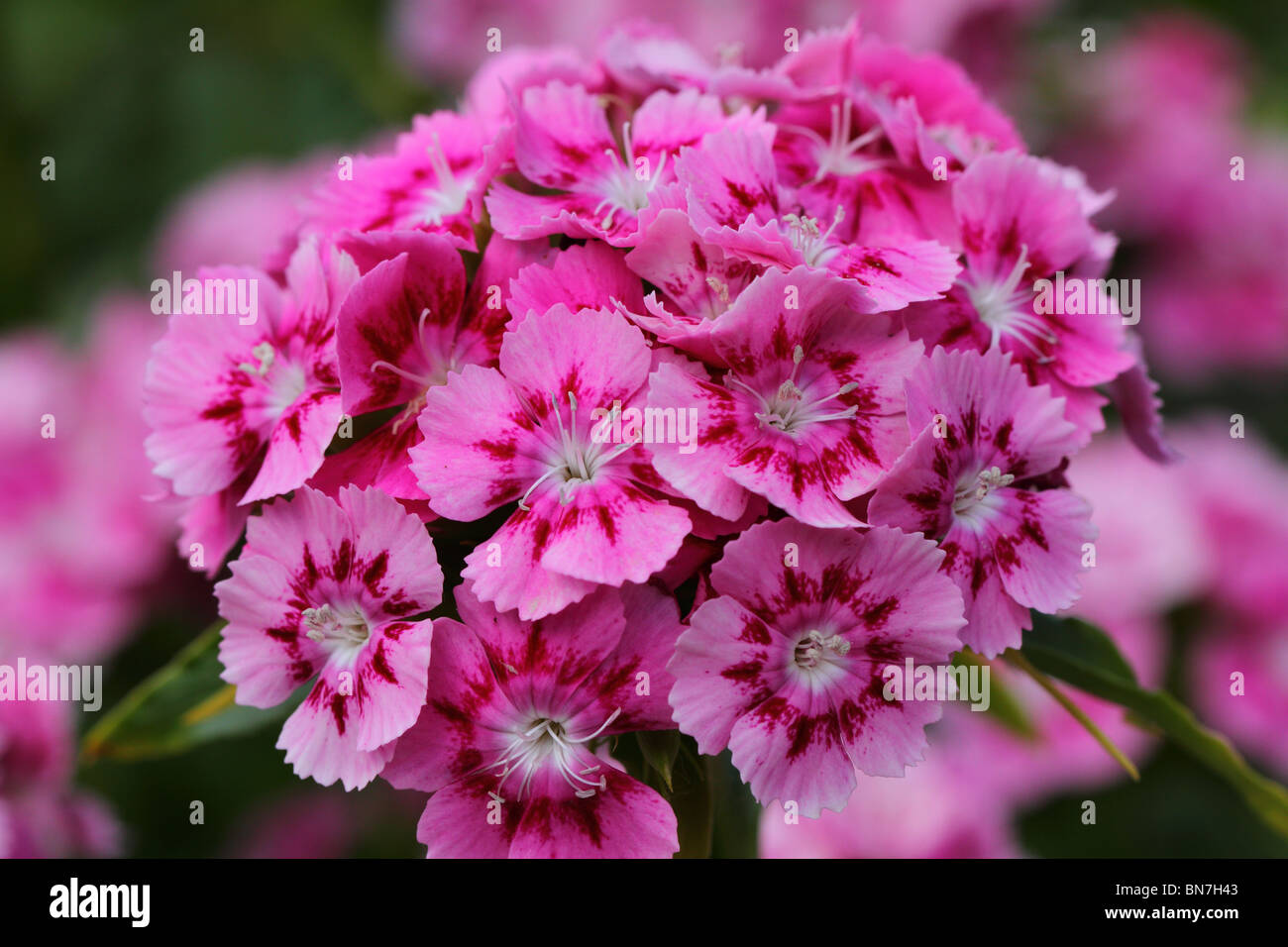 Pink carnation sweet wiliams flowers close up Dianthus barbatus Stock Photo