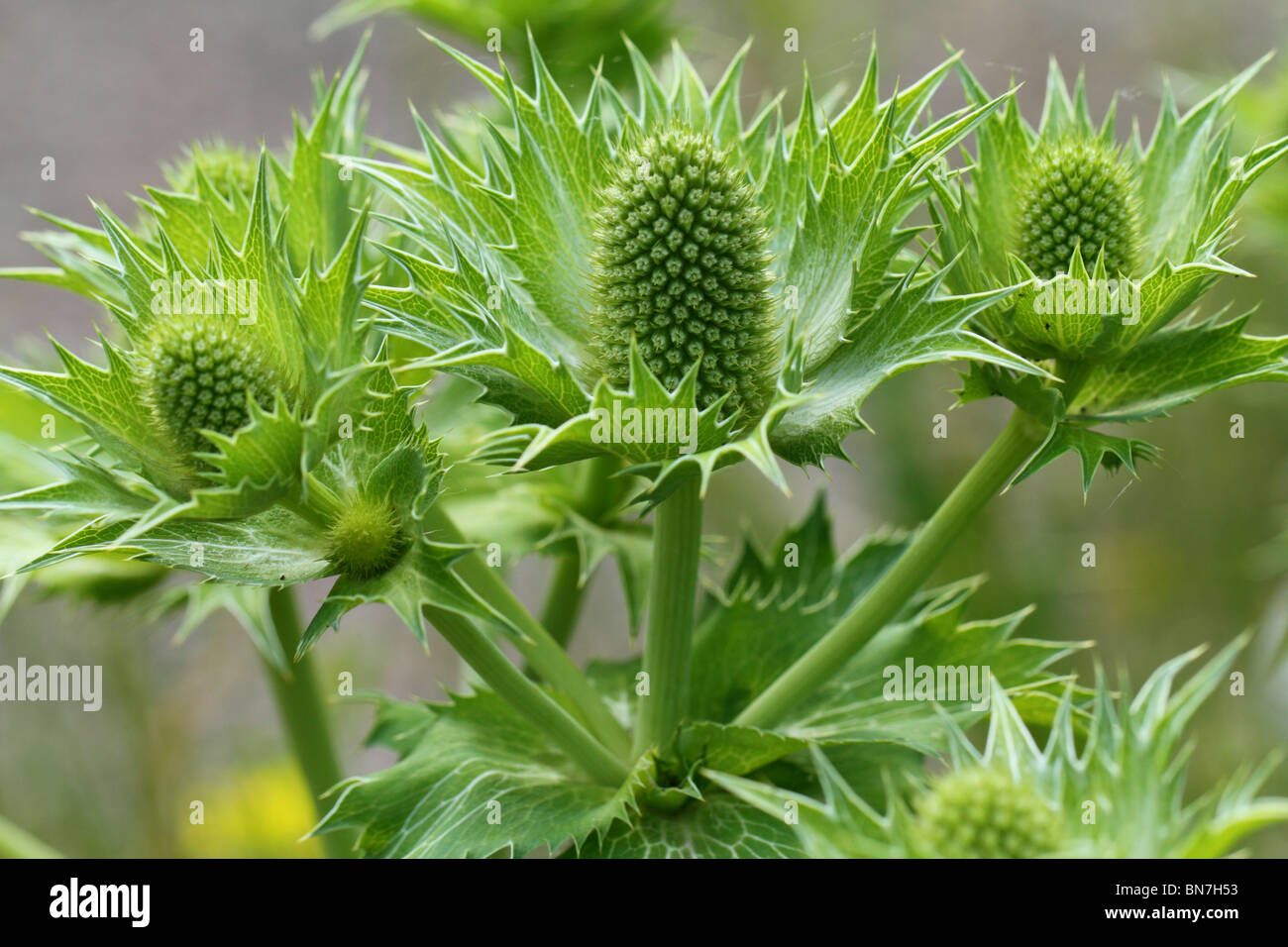 Giant sea holly blossom Eryngium giganteum Stock Photo Alamy