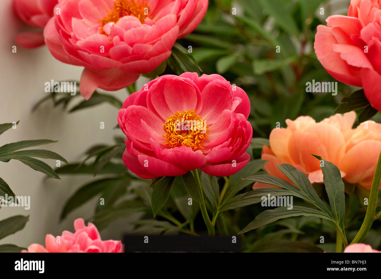 Herbaceous Peonies 'Coral Charm' in flower Stock Photo