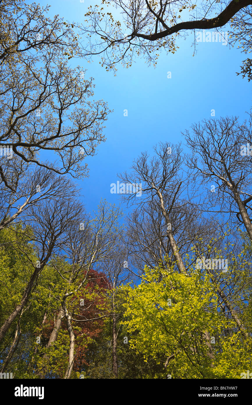 Deciduous woodland showing new leaf growth in early summer with blue sky Stock Photo