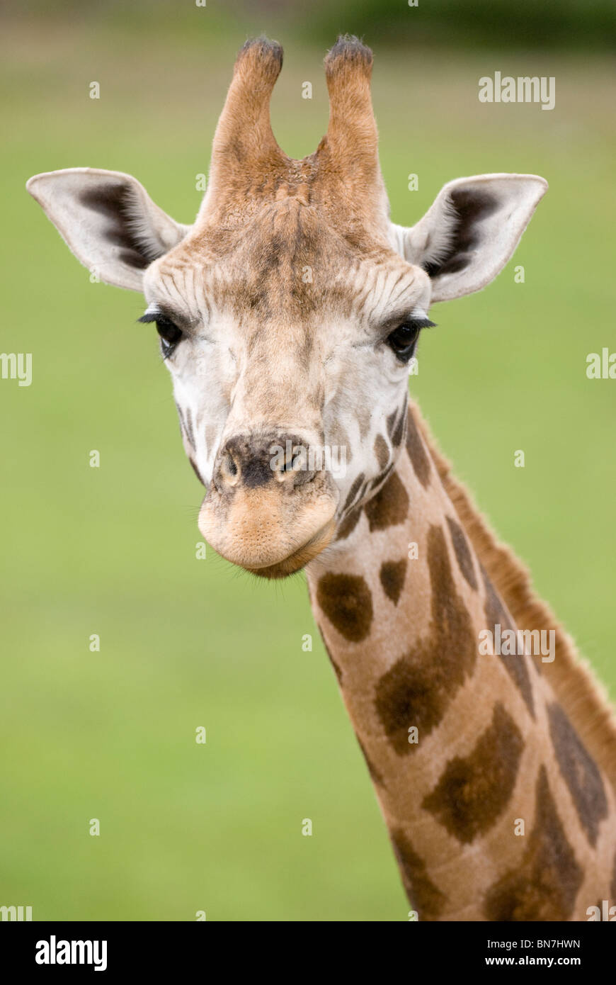 Rothschild giraffe, Giraffa camelopardalis rothschildi, captive adult, Christchurch, New Zealand Stock Photo
