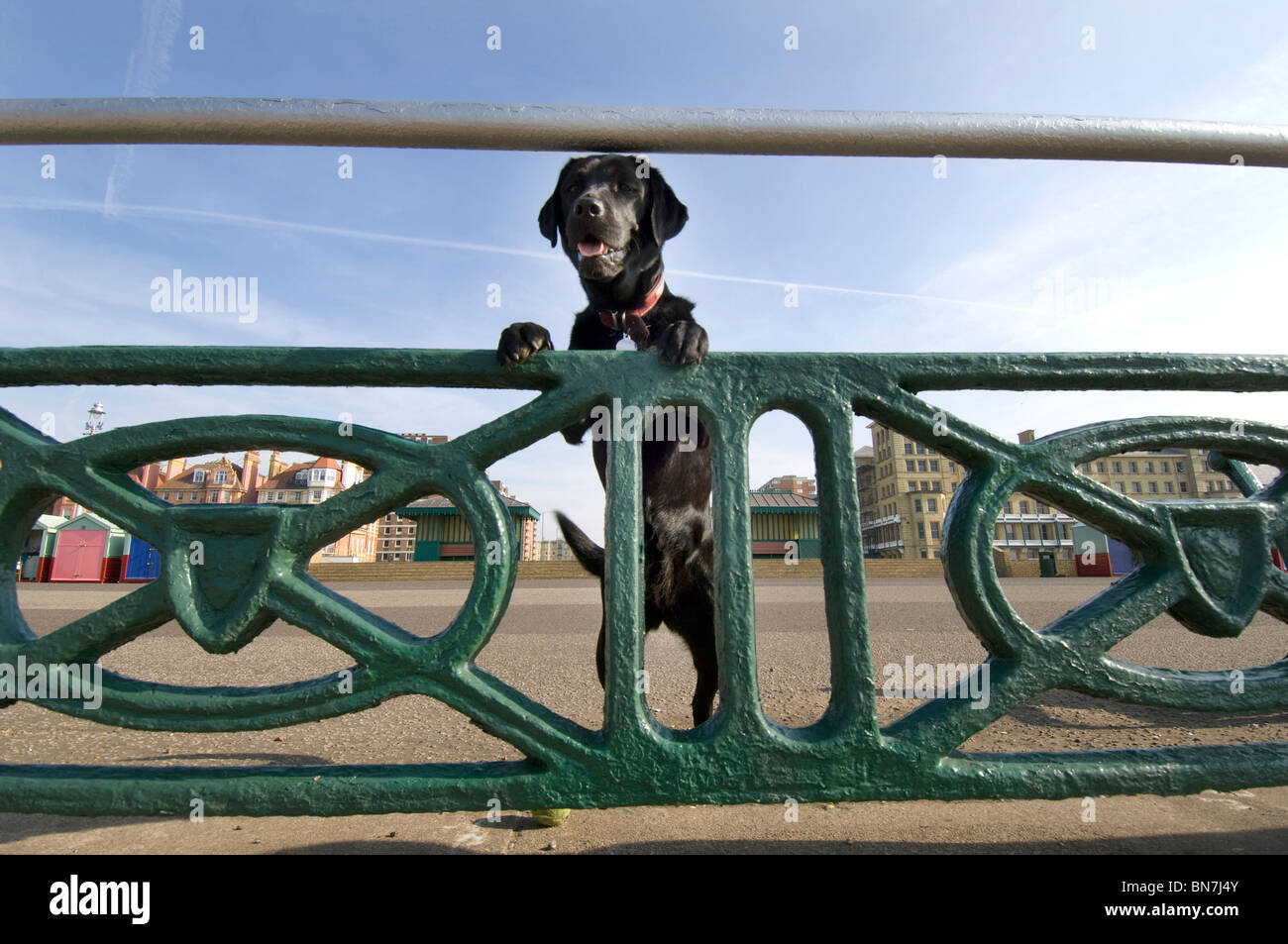 'Banjo' a black Labrador peers through the railings on Hove Promenade. Stock Photo