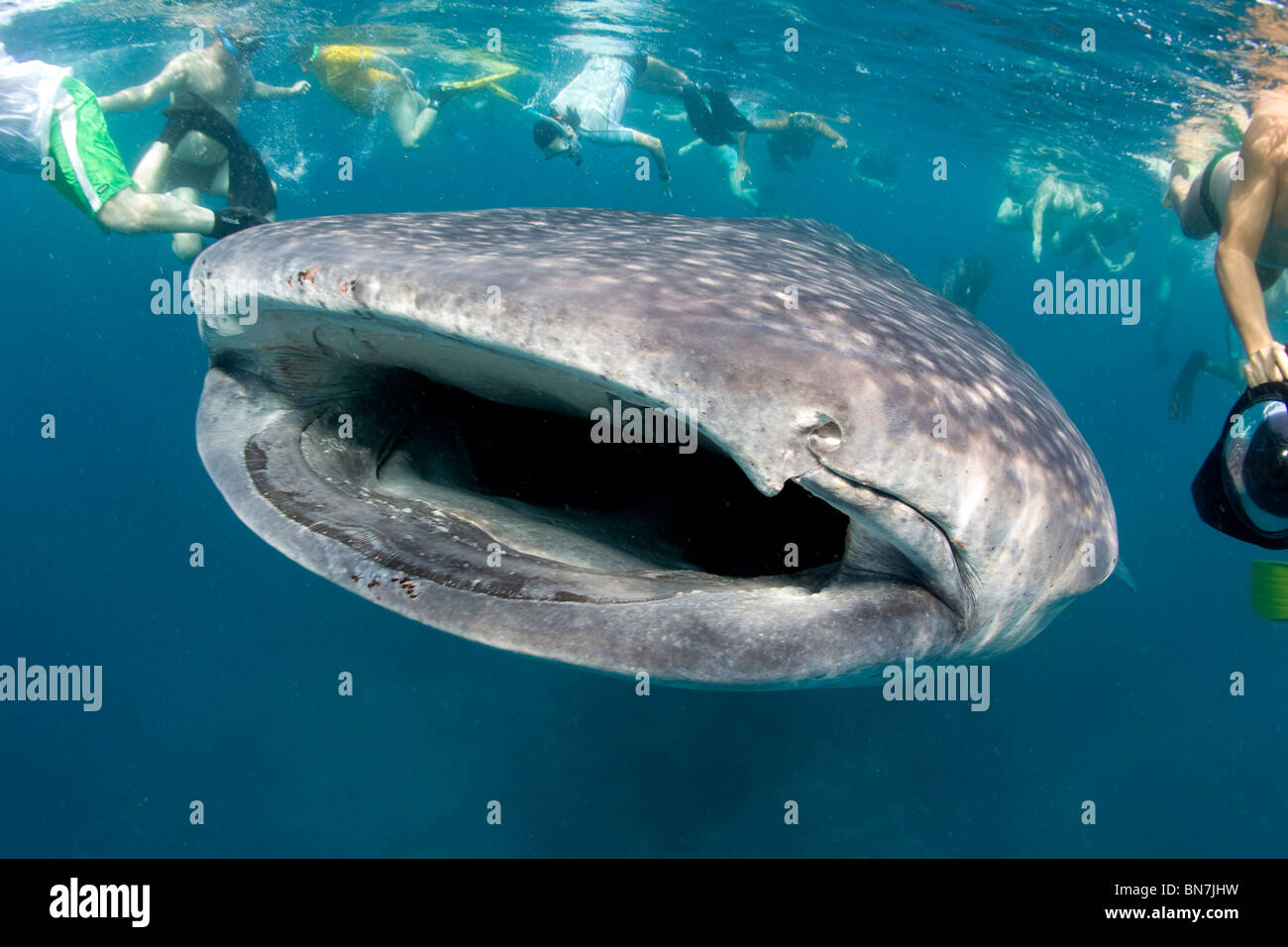 Gaggle of snorkelers surrounds a curious Whale shark (Rhincodon typus), Indian ocean Stock Photo