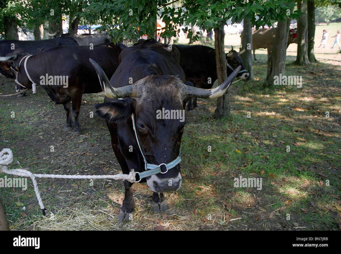Cattle fair. Spain Stock Photo