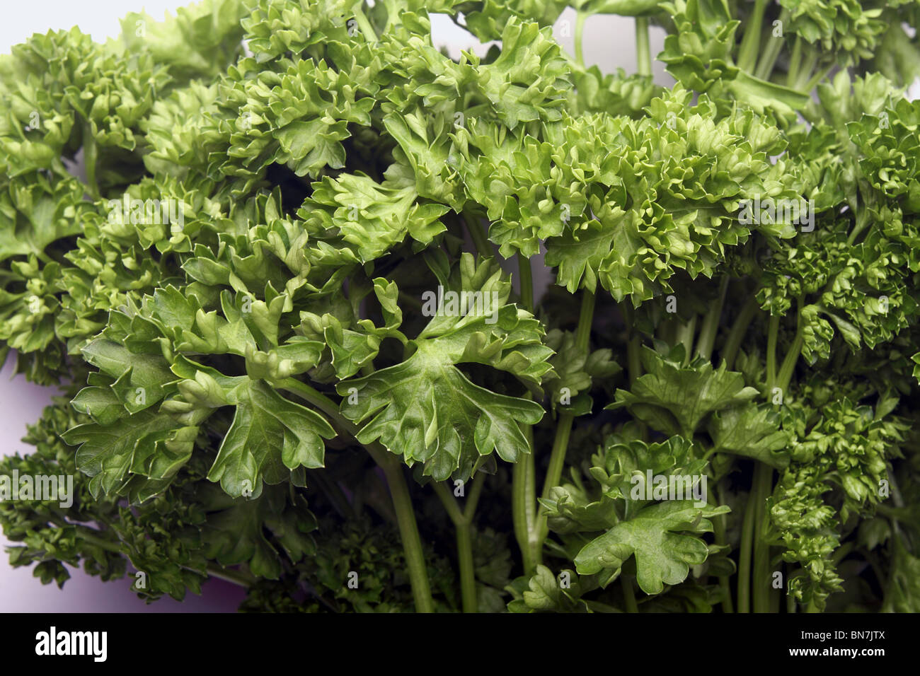 Parsley Stock Photo Alamy