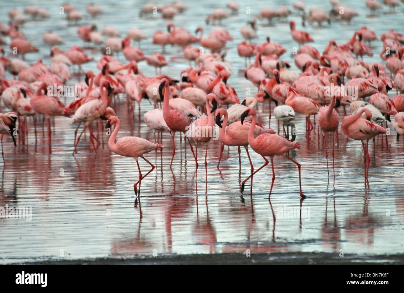 Greater and Lesser Flamingos in Lake Nakuru, Kenya, Africa Stock Photo