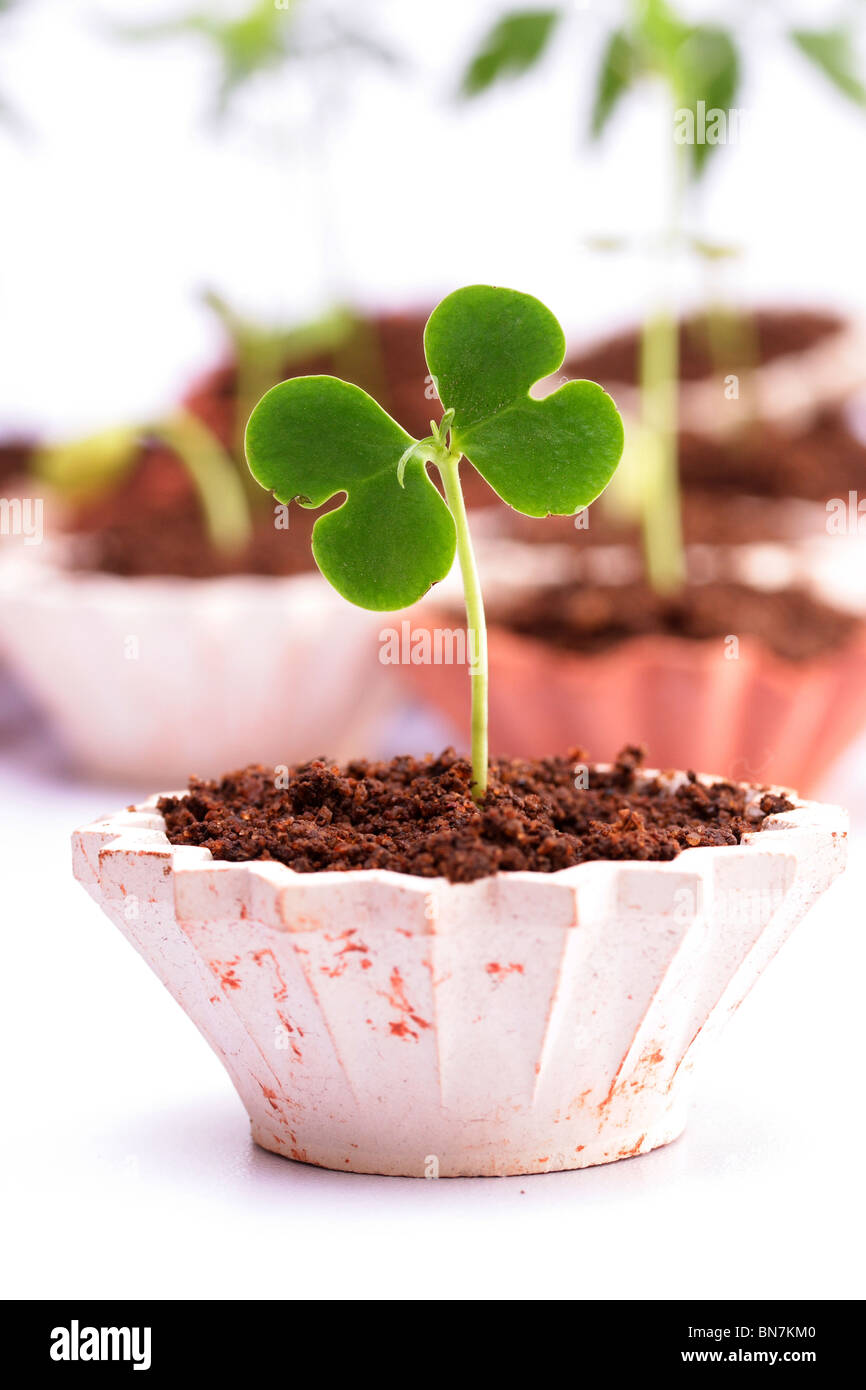 Baby plantNew life Stock Photo Alamy