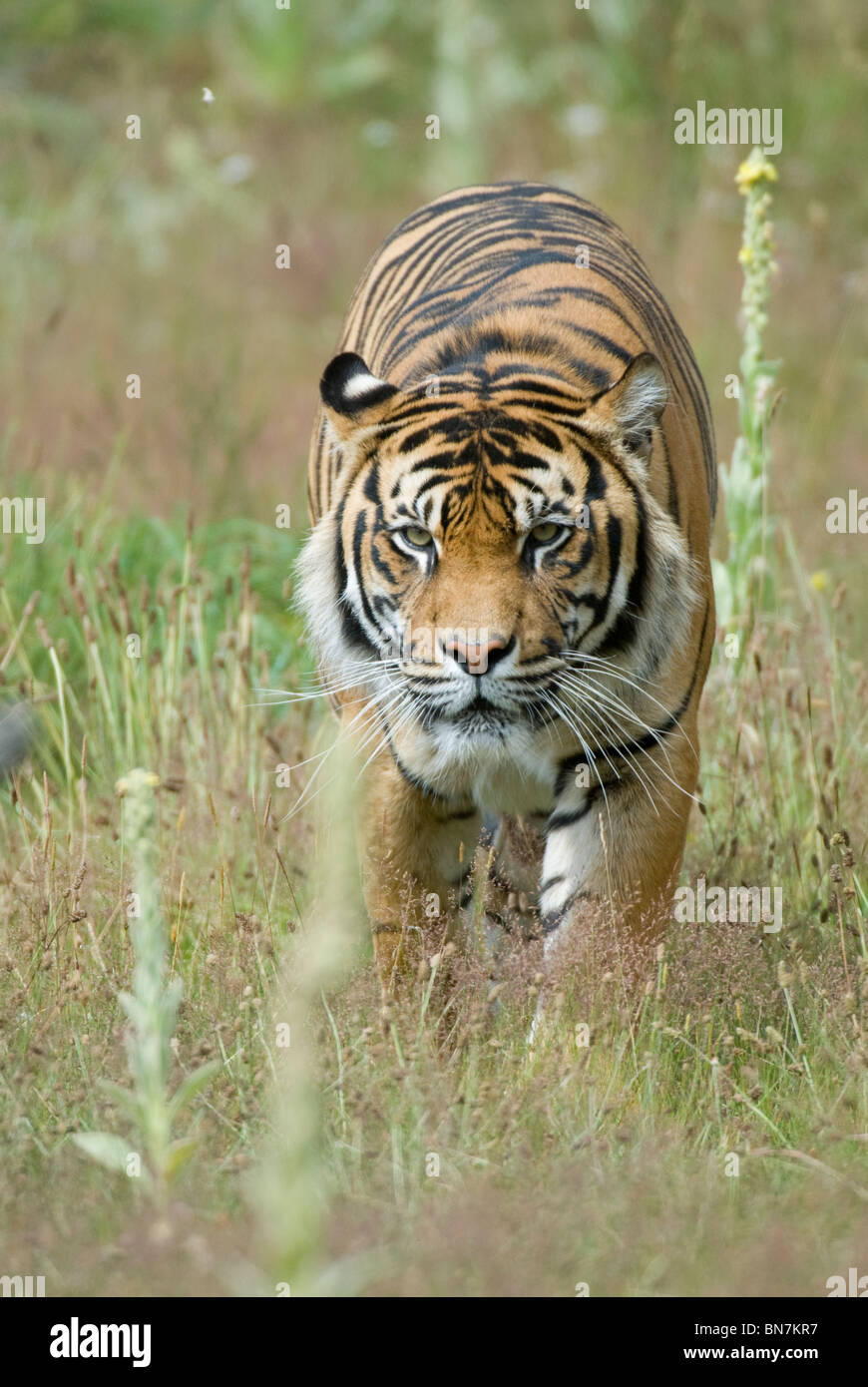 Male Sumatran Tiger Panthera tigris sumatrae Stock Photo
