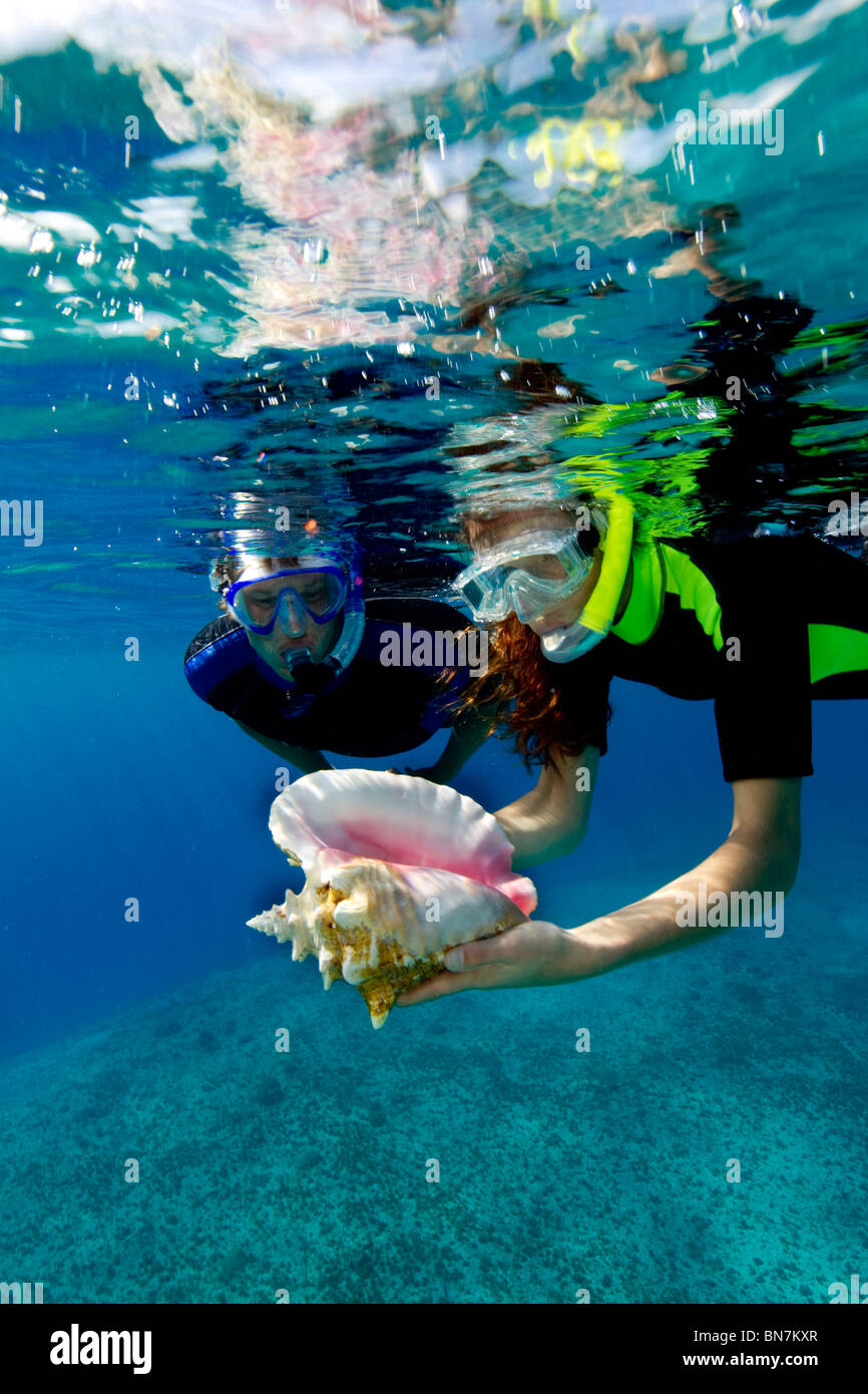 Inspecting the shell of a Queen conch (Strombus gigas) Stock Photo