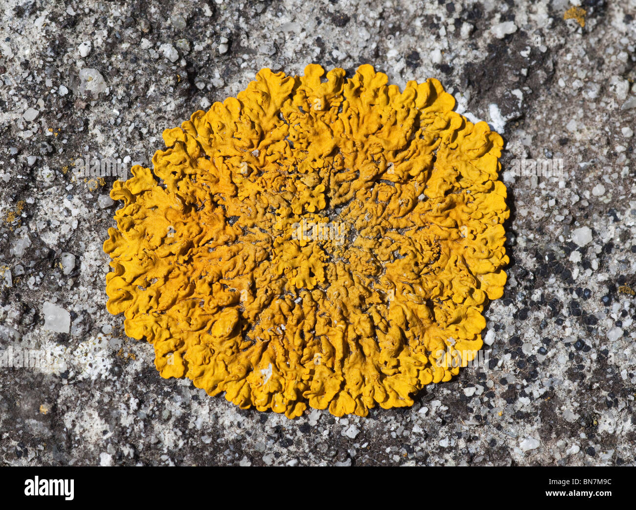 Xanthoria parietina lichen growing on granite, Cornwall, UK Stock Photo