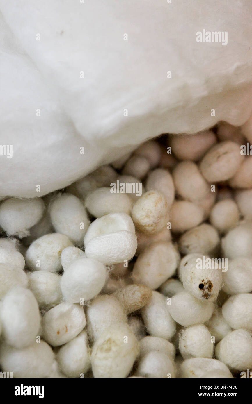 China, Beijing, Silk factory visitor Center, silkworm cocoon Stock Photo