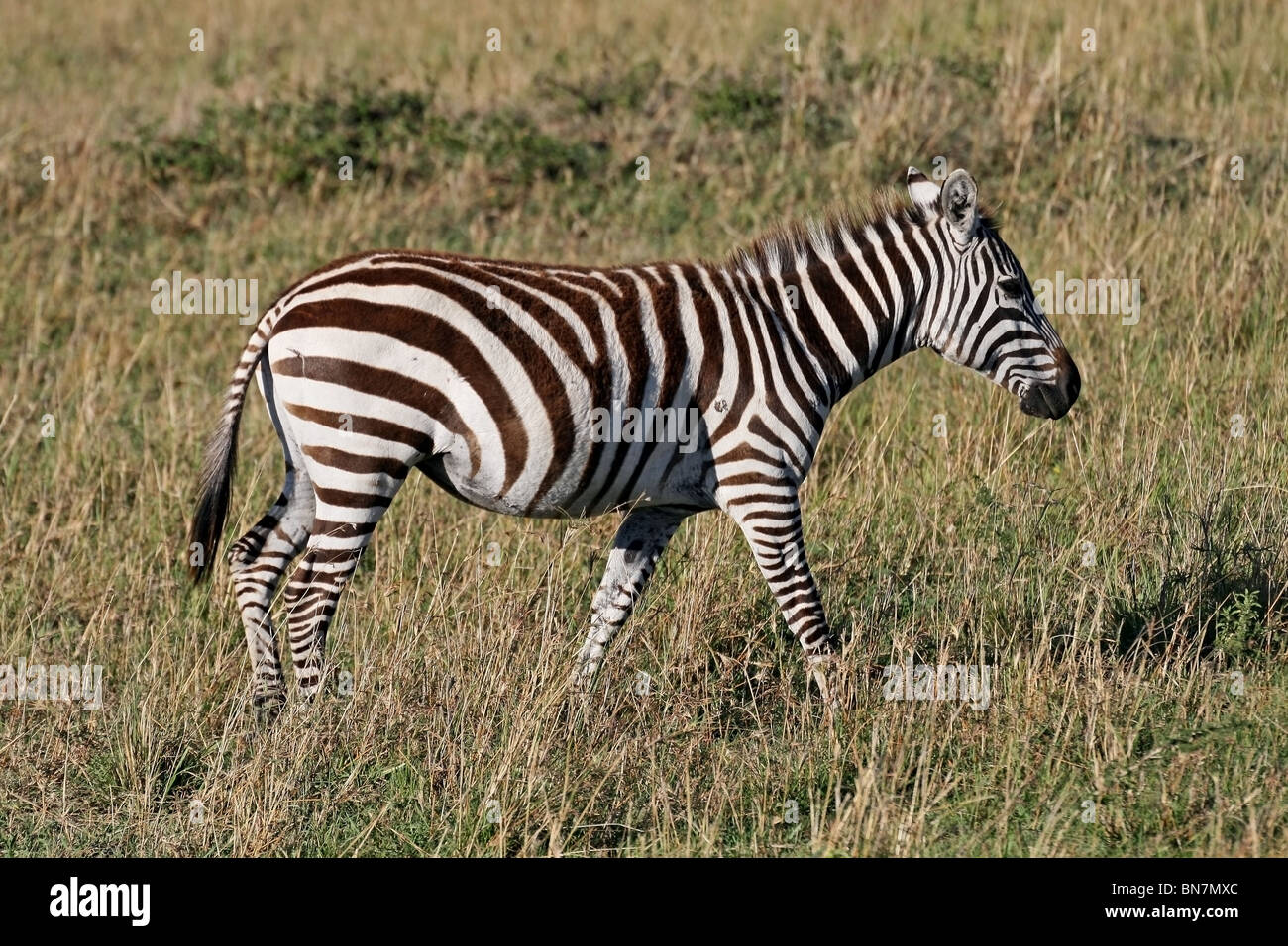 Plains Zebra in the Savannah's of Masai Mara National Reserve, Kenya