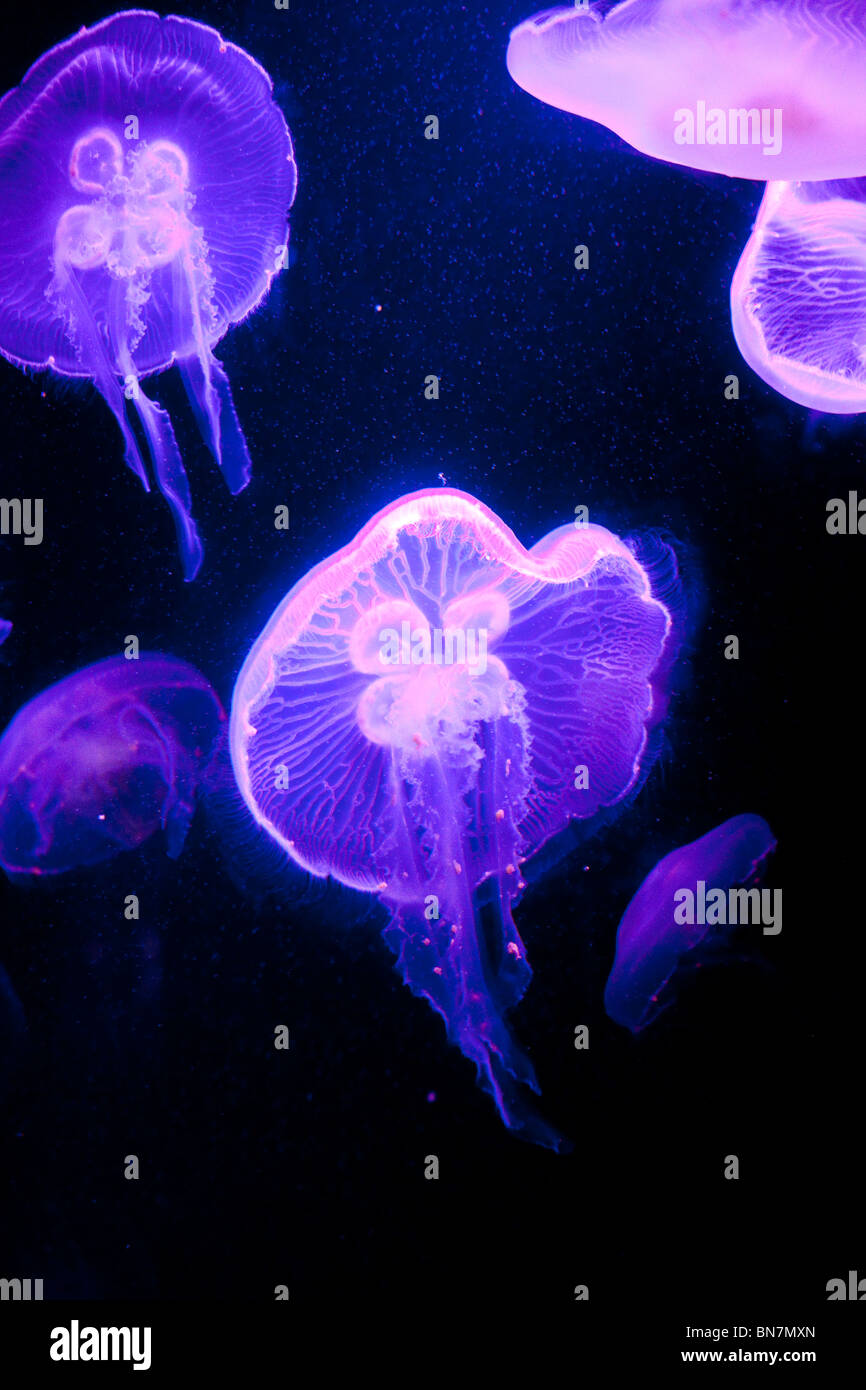 Moon Jellyfish (Aurelia aurita) viewed at the Dig marine habitat ...