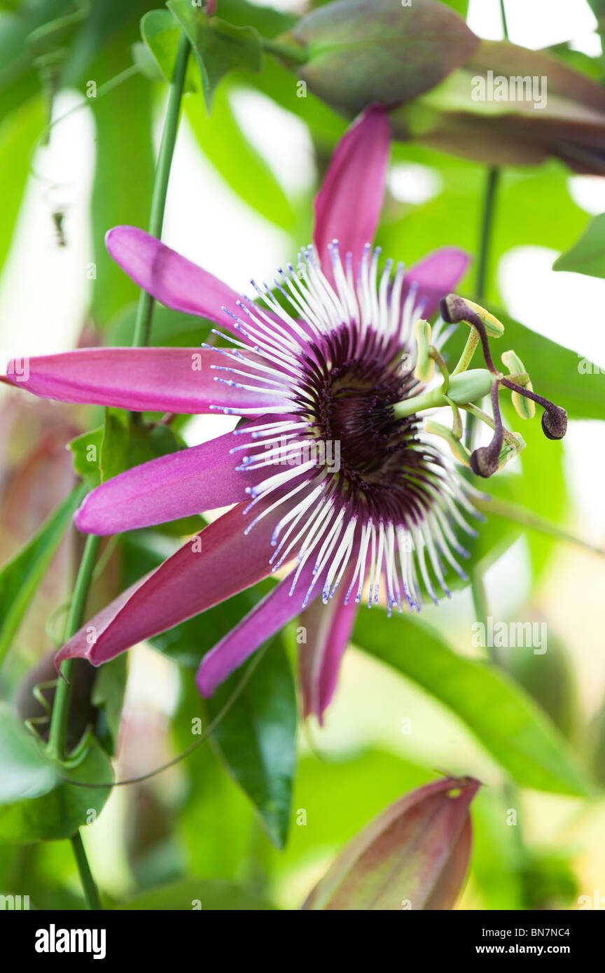 Passiflora violacea . Violet passionflower Stock Photo