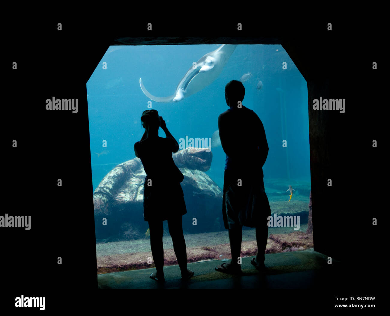 Viewing window at the Dig marine habitat exhibit, Atlantis, Paradise Island Resort, Bahamas. Stock Photo