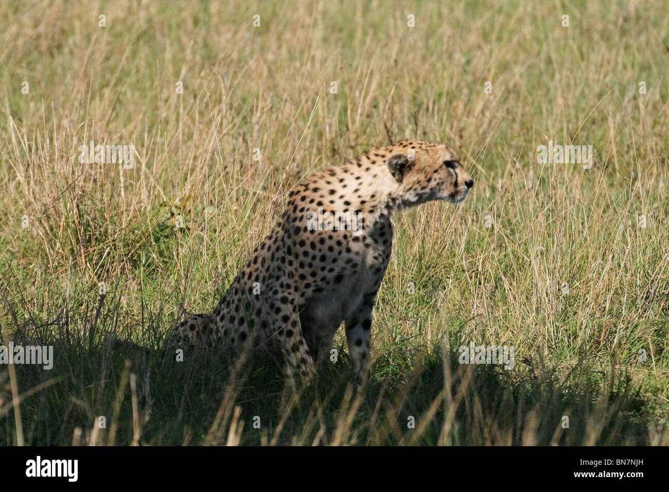 Cheetah sitting in the grasslands of Masai Mara National Reserve, Kenya, East Africa Stock Photo