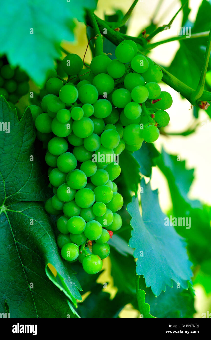 Grapes growing on vine Stock Photo