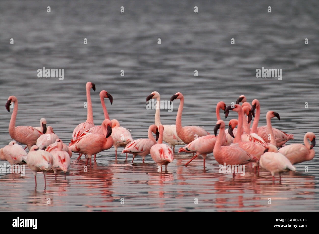 Greater and Lesser Flamingos in Lake Nakuru, Kenya, Africa Stock Photo