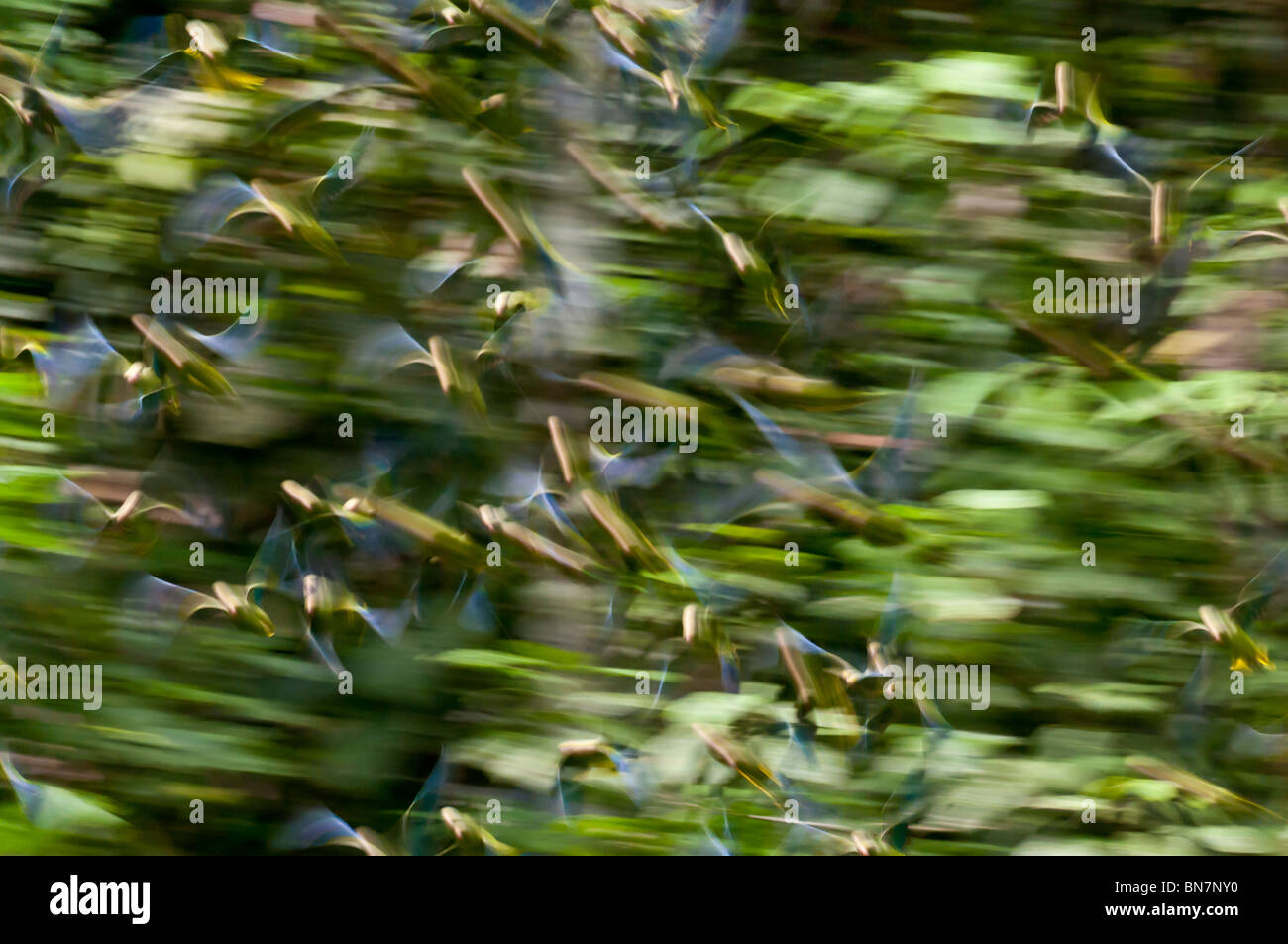 Motion blur of flock of Cobalt-winged Parakeets, Brotogeris cyanoptera, Yasuni National Park, Ecuador Stock Photo