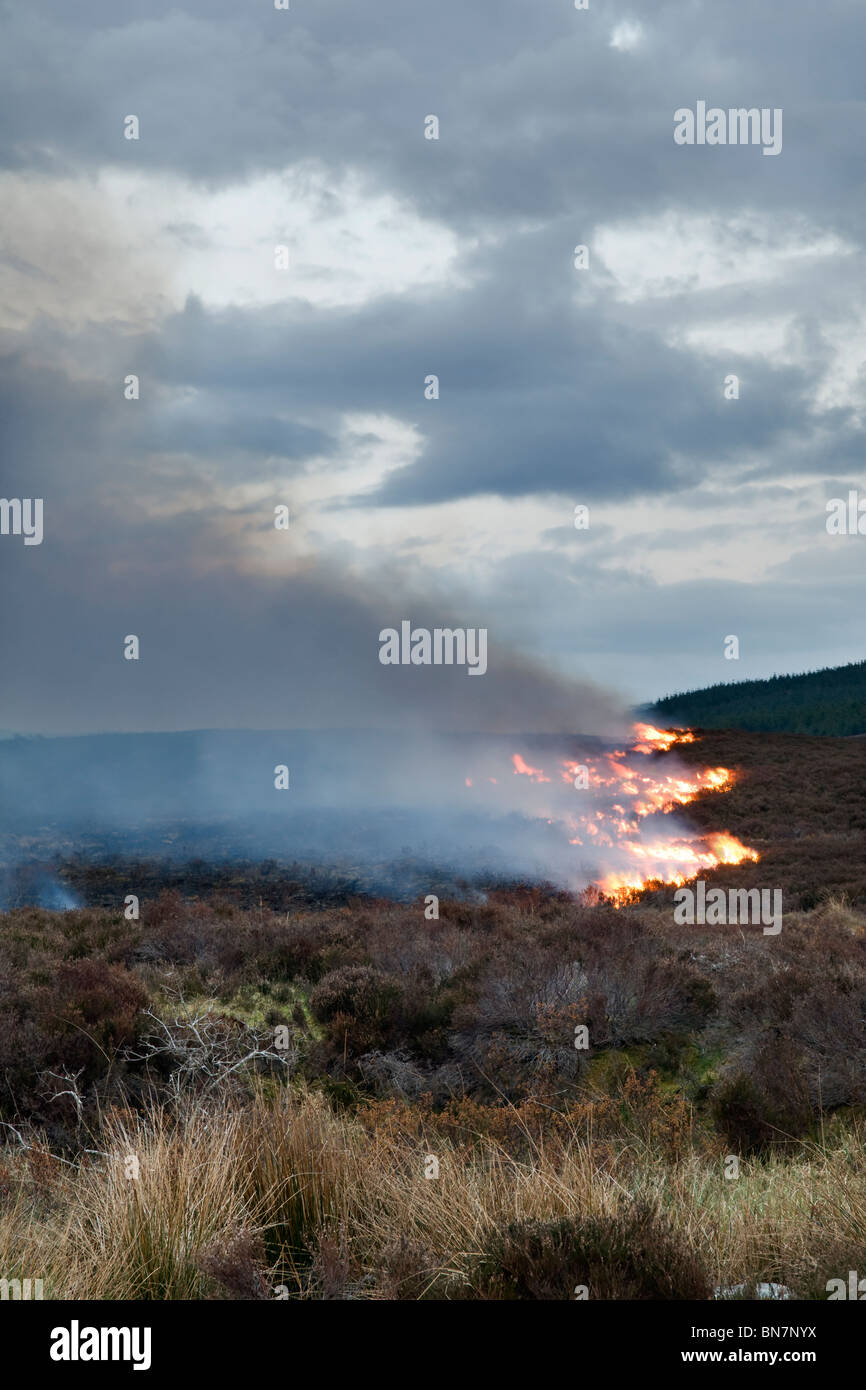 Wild fires scotland hi-res stock photography and images - Alamy