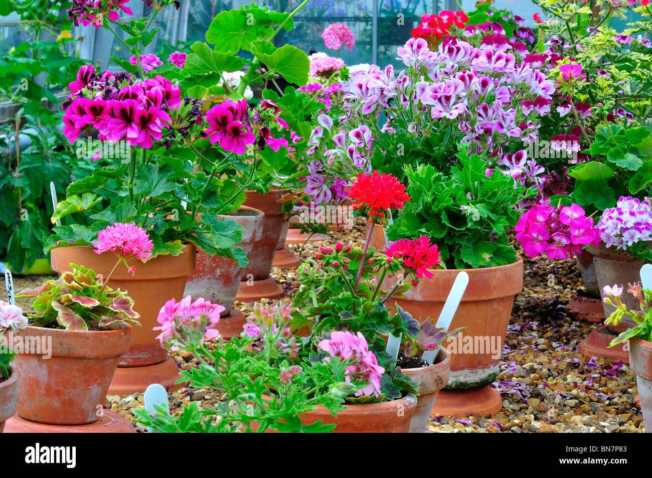 Geraniums in pots hires stock photography and images Alamy