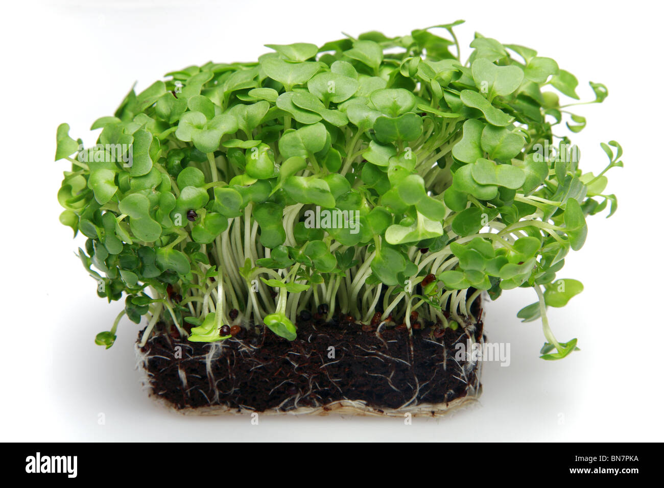 Salad cress. Stock Photo