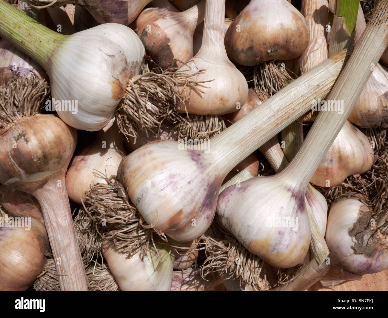 Garlic bulbs, recently harvested. Stock Photo