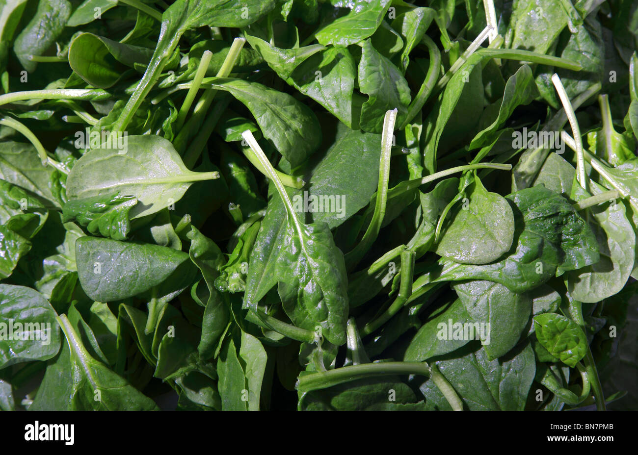 Fresh spinach leaves Stock Photo - Alamy