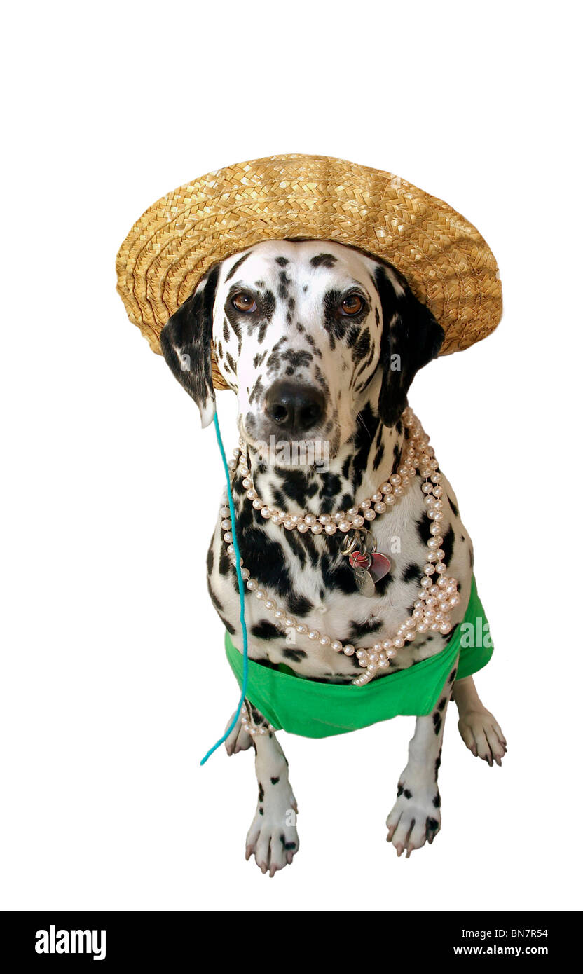 Dressed up Dalmatian Dog. MR  © Myrleen Pearson Stock Photo