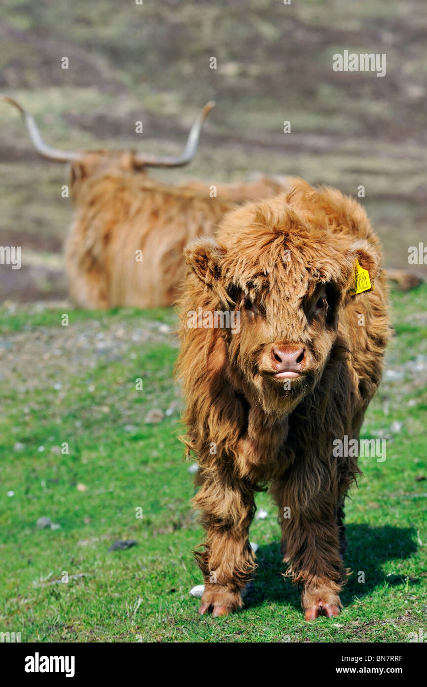 Highland calf (Bos taurus) in field on the Isle of Skye, Scotland, UK Stock Photo