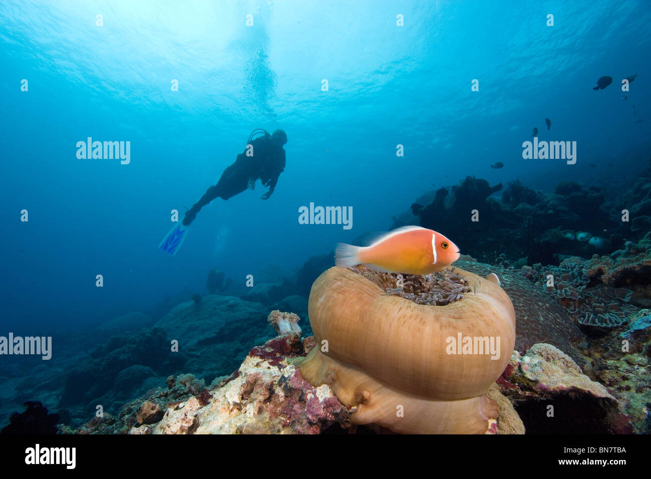 Pink anemonefish (Amphiprion perideraion) lingers over a Magnificent anemone (Heteractis magnifica) in Indonesia Stock Photo