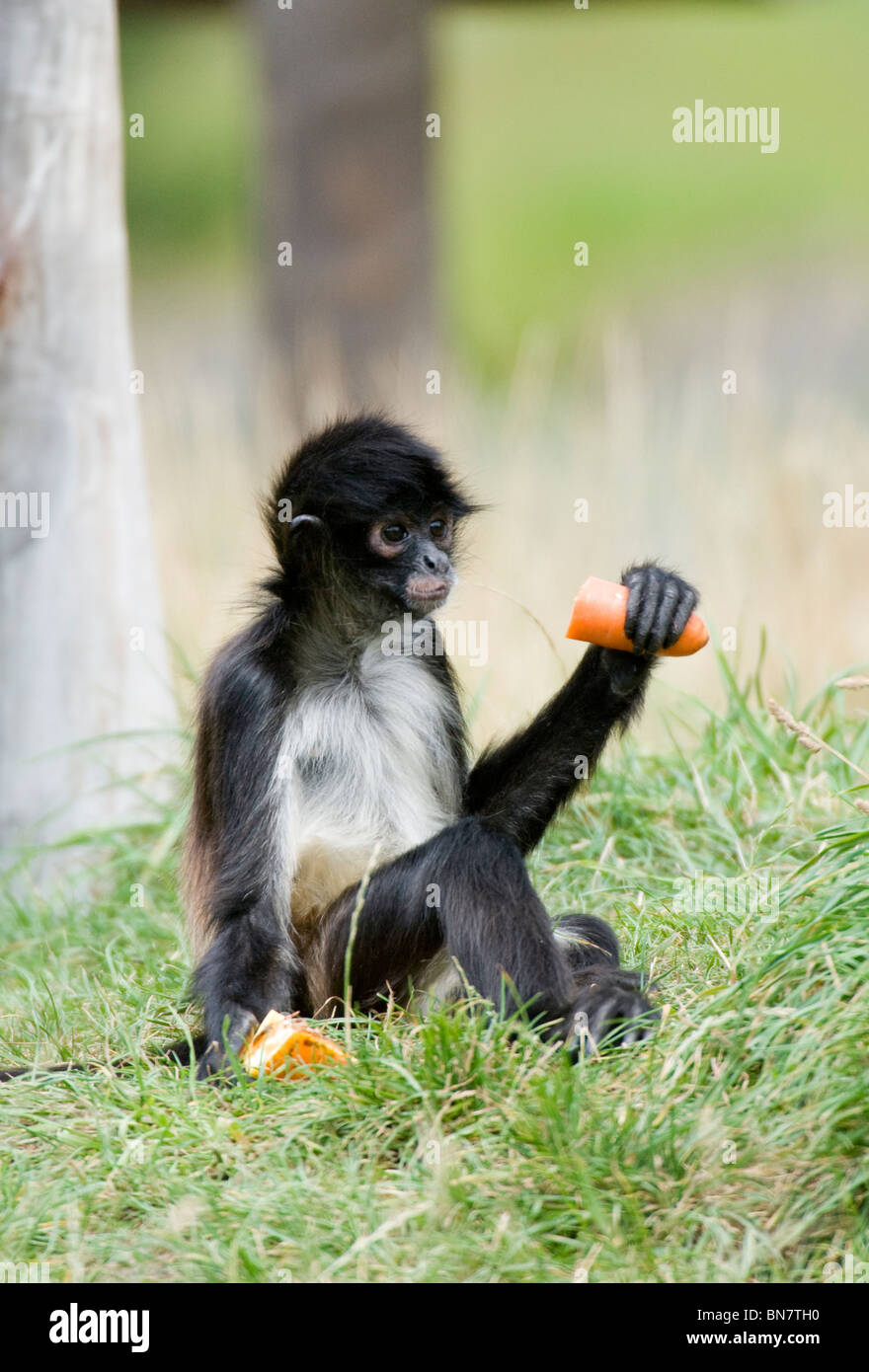 Spider Monkey Eating