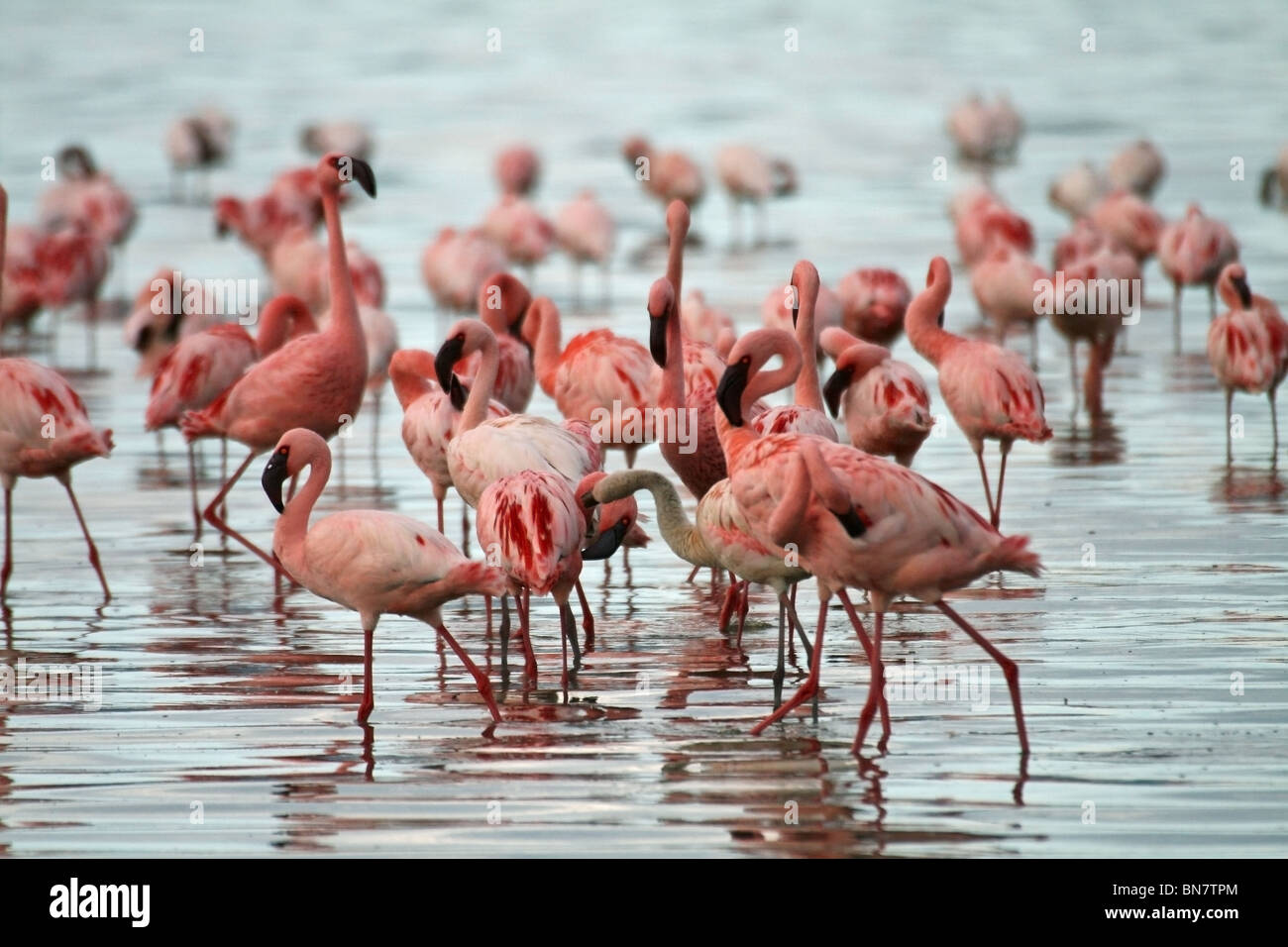 Greater and Lesser Flamingos in Lake Nakuru, Kenya, Africa Stock Photo