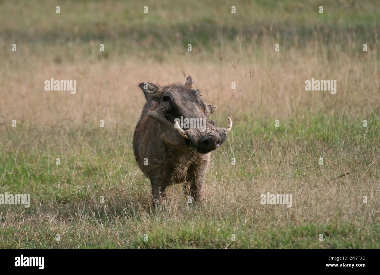 A Warthog portrait shot taken in Lake Nakuru National Reserve, Kenya, East Africa Stock Photo