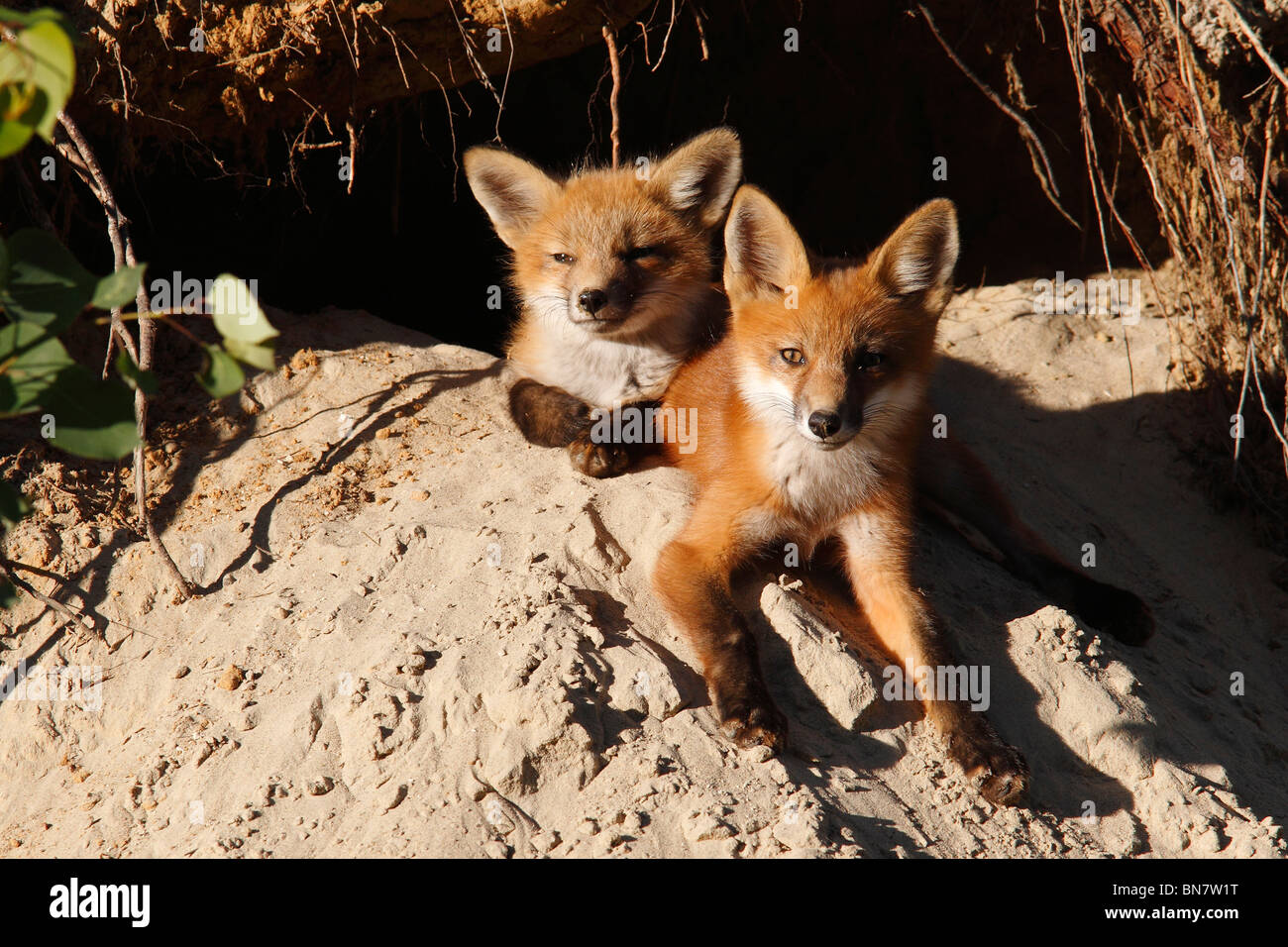 Red fox kits resting hi-res stock photography and images - Alamy
