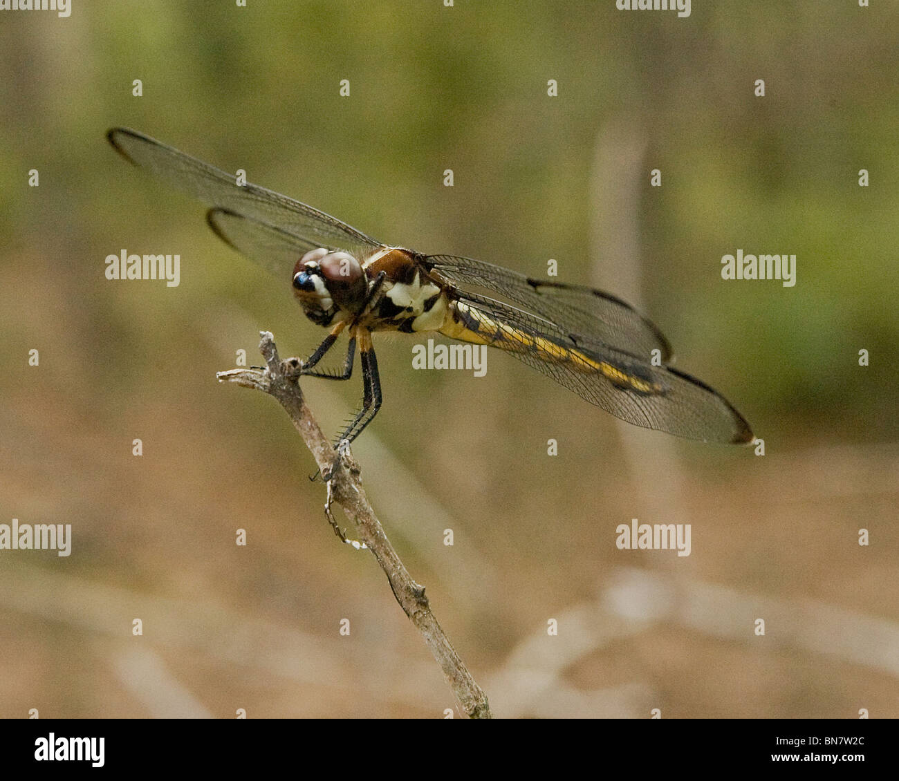 A dragonfly alights on a branch Stock Photo - Alamy