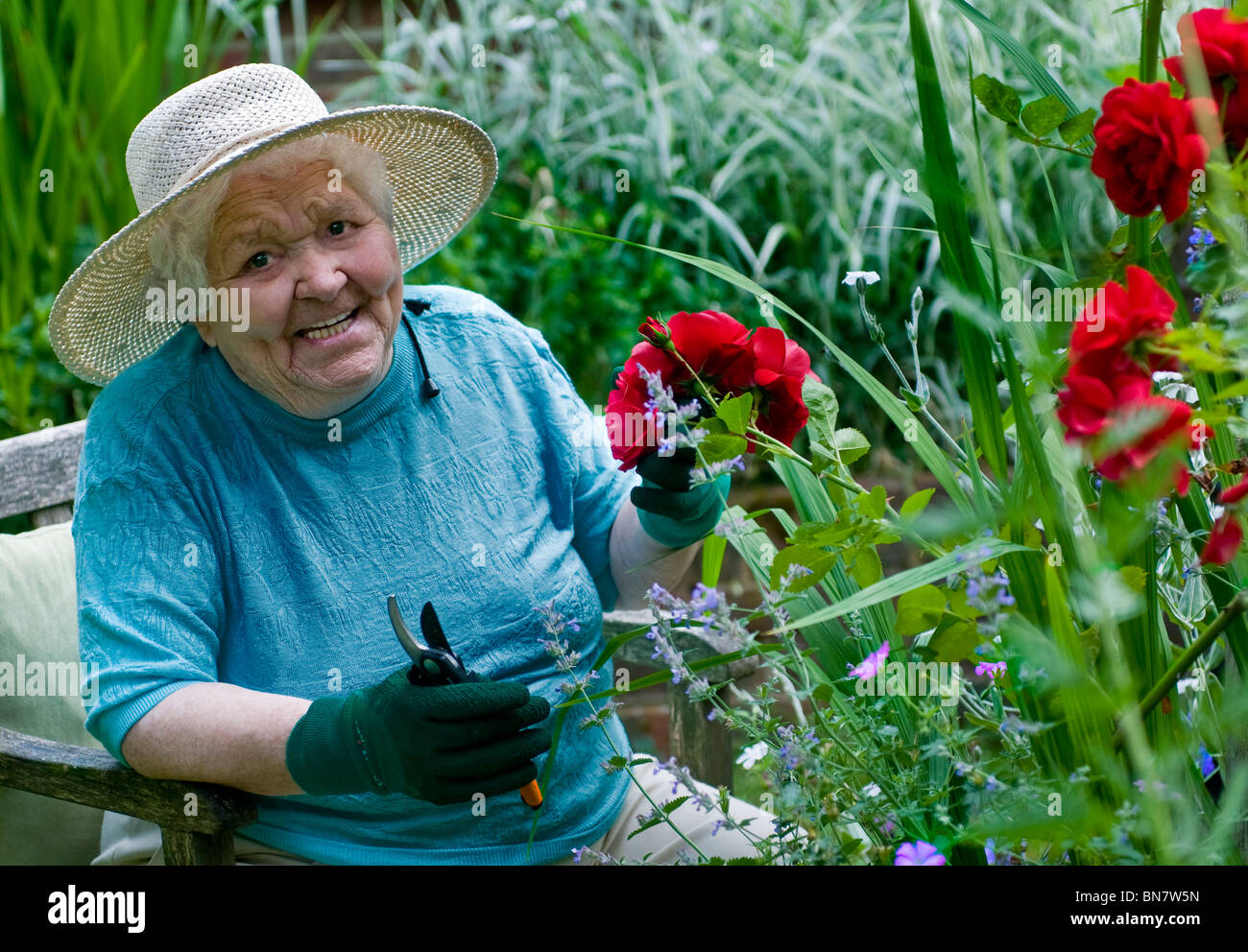 Happy elderly lady pruning roses in her verdant home garden Stock Photo