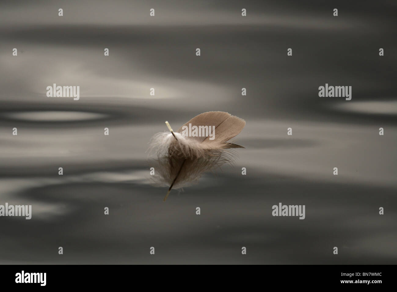 Lone Bird Feather Floating on Water Surface in River Thames near